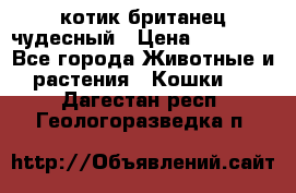 котик британец чудесный › Цена ­ 12 000 - Все города Животные и растения » Кошки   . Дагестан респ.,Геологоразведка п.